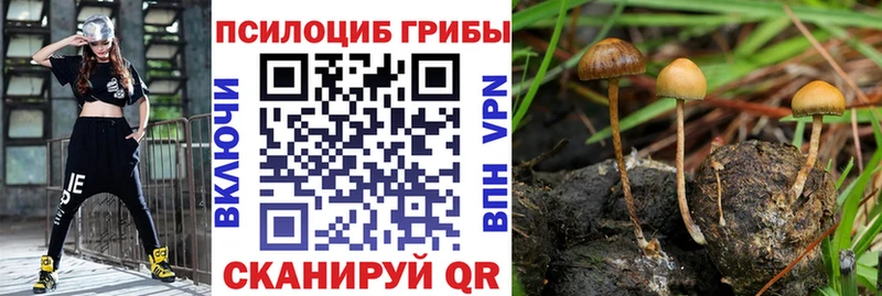 Галлюциногенные грибы Psilocybe  купить наркотик  Иланский 